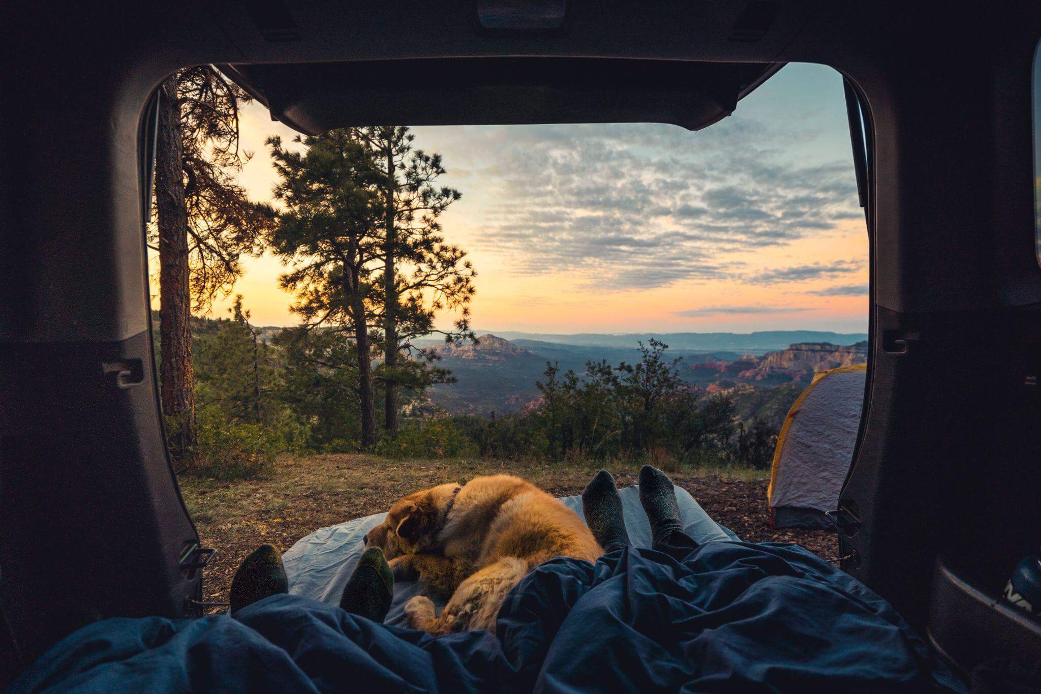 Things You Should Know When Taking Your Dog On A Camping Trip