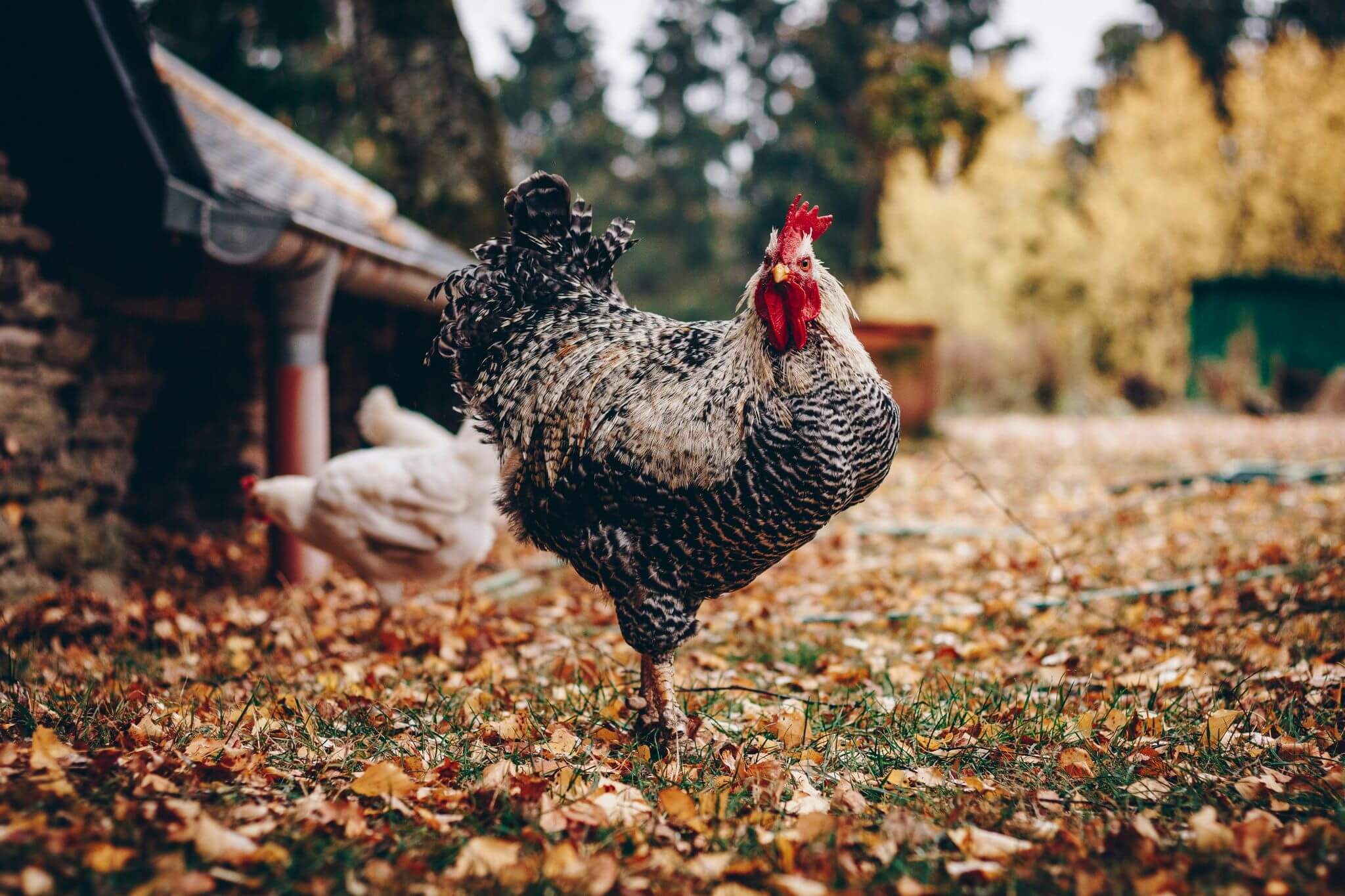 chicken facing front outdoors in autumn